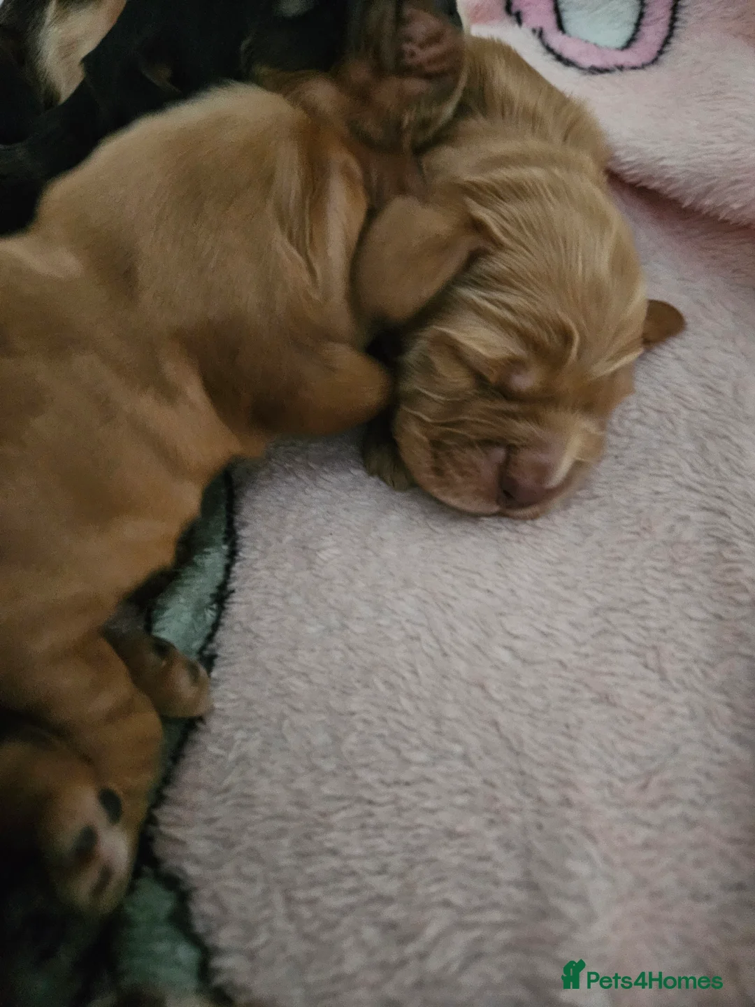 Cocker Spaniel dogs for sale: Show cocker spaniel  - Advert 2