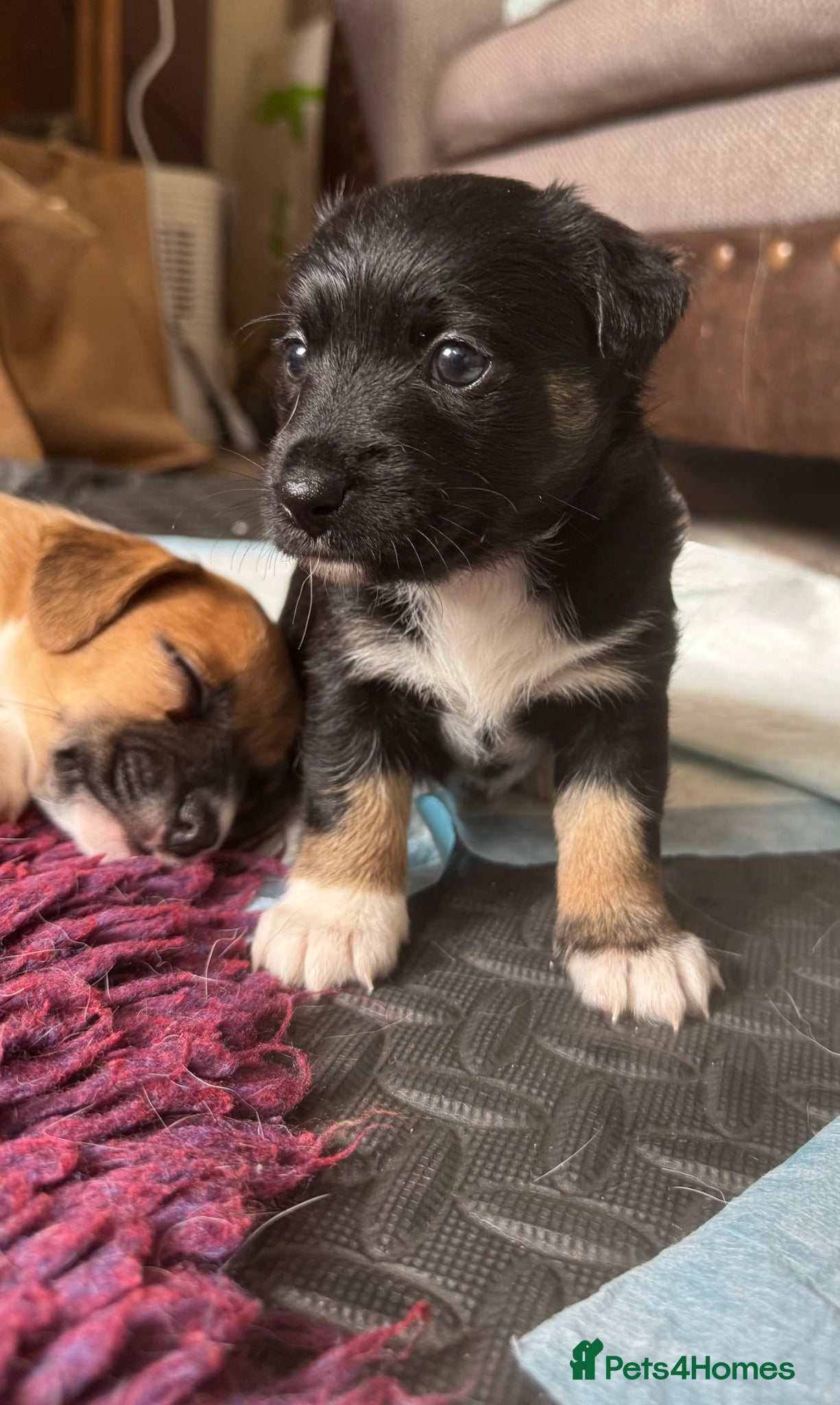 Jack Russell dogs Stunning Female Jack Russell Short Legged  - Advert 10