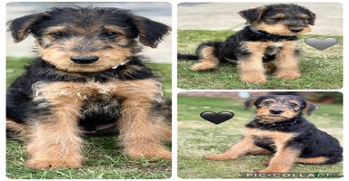 Airedale Terrier dogs in Houghton le Spring - Advert 4