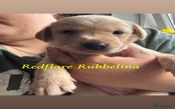 Labrador Retriever dogs for sale: Girl & Boy beautiful lab pups With paperwork  - Image 30