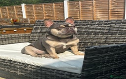 French Bulldog dogs for stud: Lambo in Tipton - Image 2