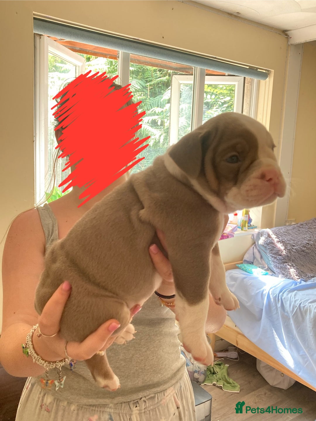 Olde English Bulldogge dogs for sale: Old English bulldog puppies - Image 17