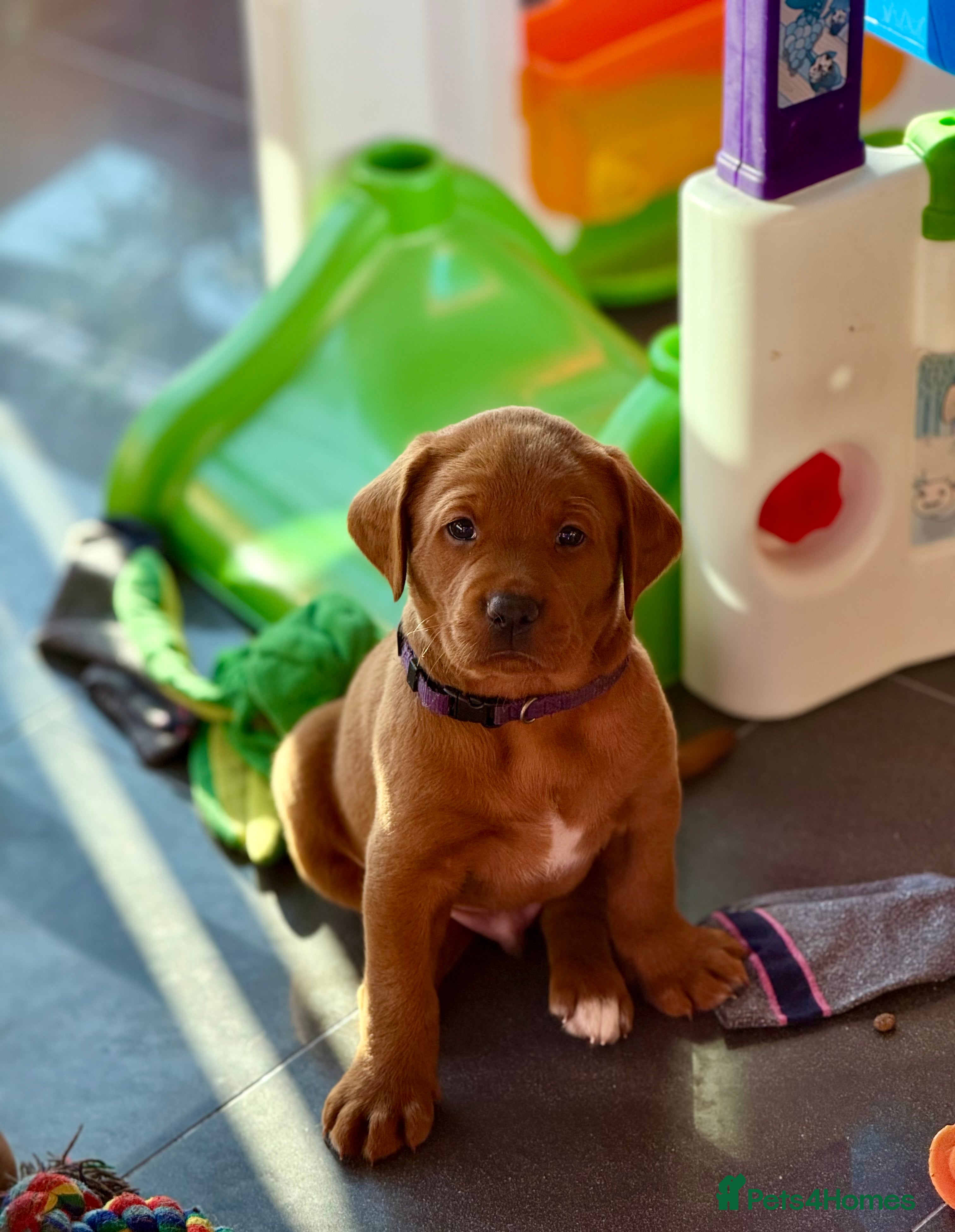 Labrador Retriever dogs Just a beautiful litter Deep reds  - Advert 14