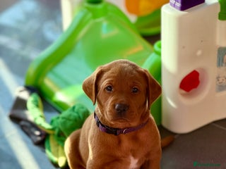 Labrador Retriever dogs Just a beautiful litter Deep reds - Advert 14