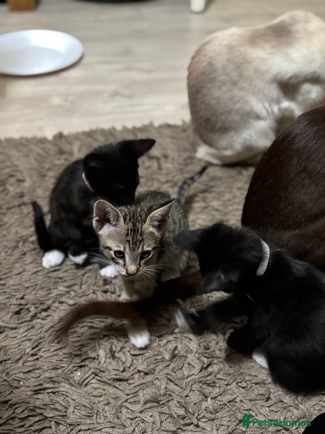 Mixed Breed cats for sale: Sweet kittens for sale  - Advert 10