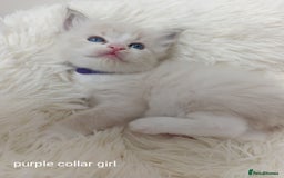 Ragdoll cats for sale: Adorable Ragdoll kittens - Image 3