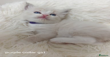 Ragdoll cats - Advert 3