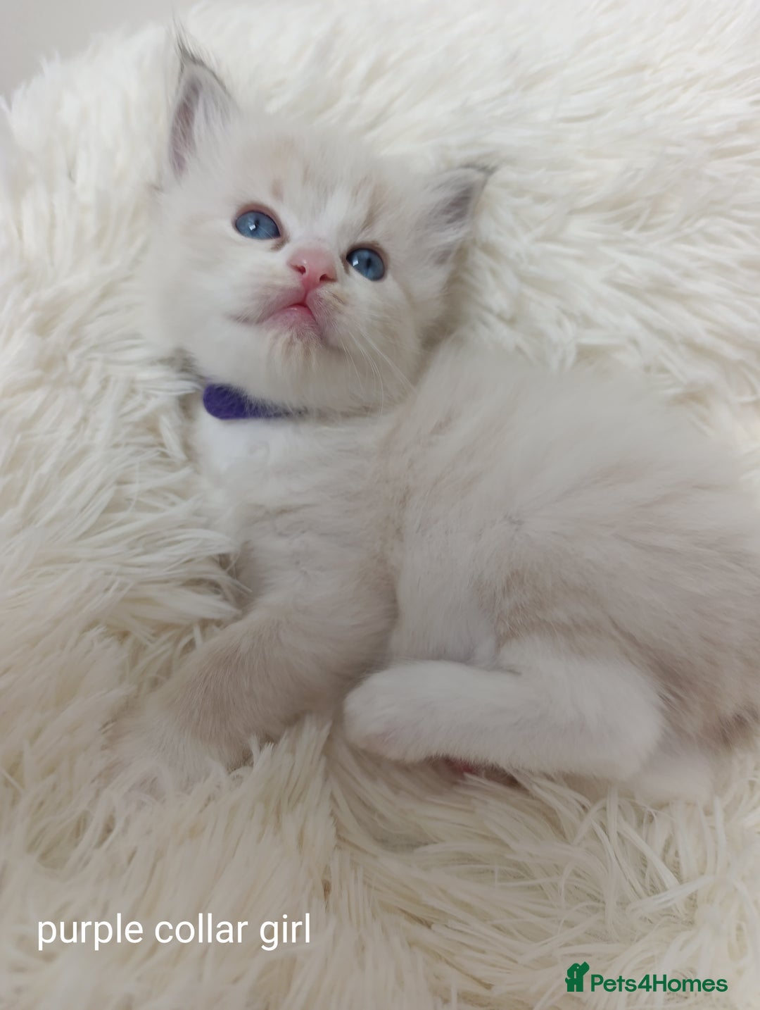 Ragdoll cats for sale: Adorable Ragdoll kittens - Image 3
