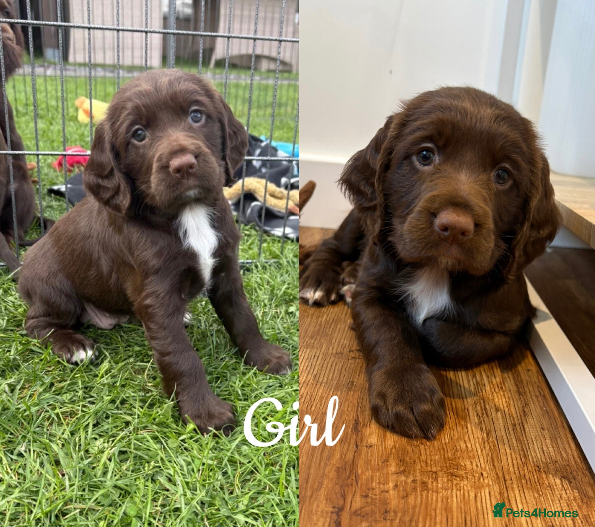 Sprocker dogs Fully Health Tested F1 Sprocker Spaniels - Advert 2