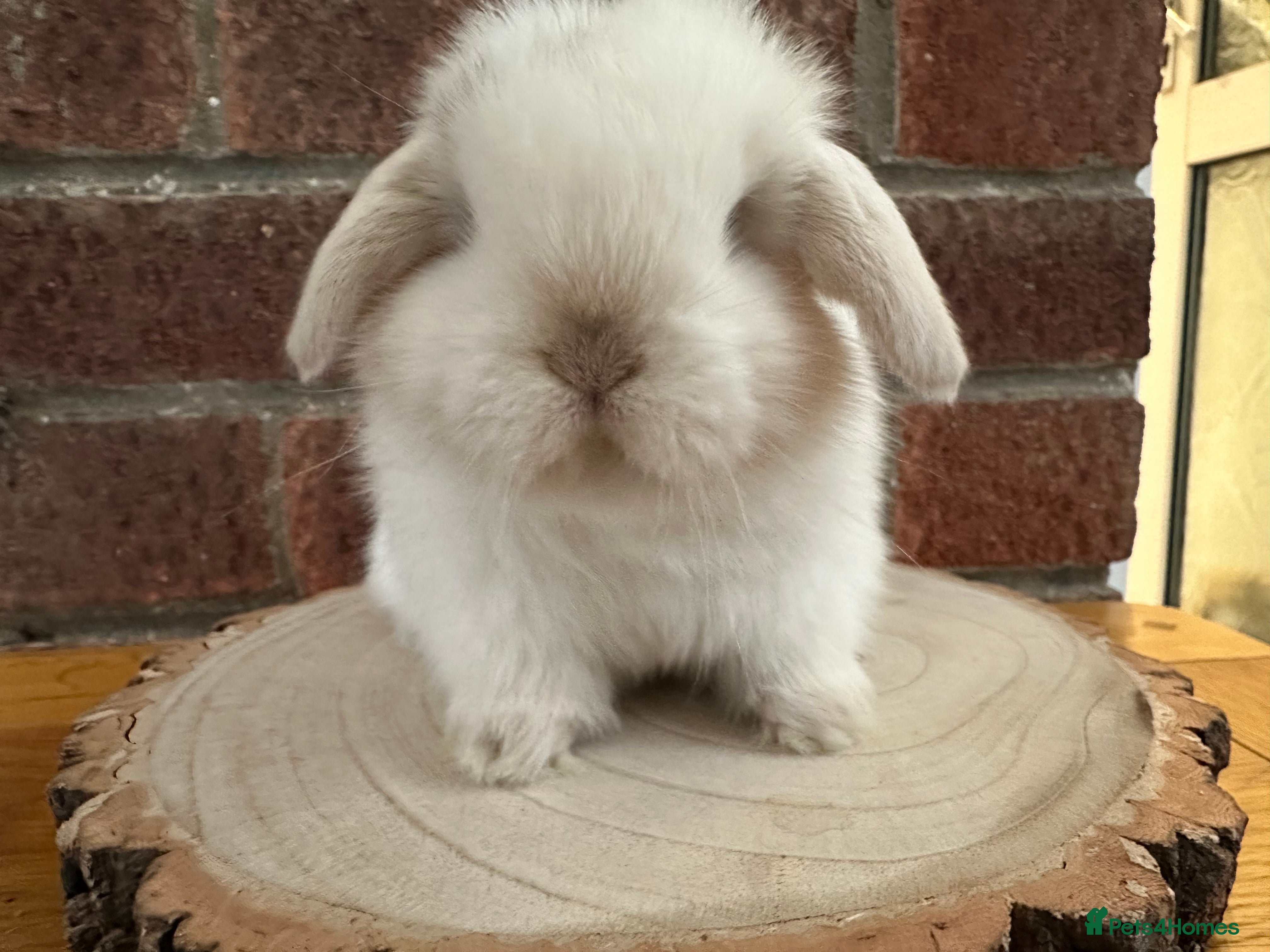 Mini Lop rabbits Stunning mini lop bunnies ready to reserve  - Advert 19