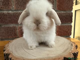 Mini Lop rabbits Stunning mini lop bunnies ready to reserve - Advert 19