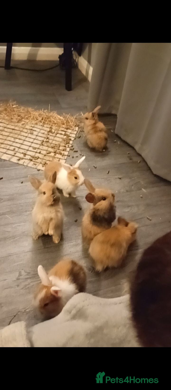 Mixed Breed rabbits 6 beautiful bunnies for sale  - Advert 3