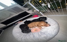 Mixed Breed dogs for sale: KC COCKER X MINI COLLIE PUPS  - Advert 21