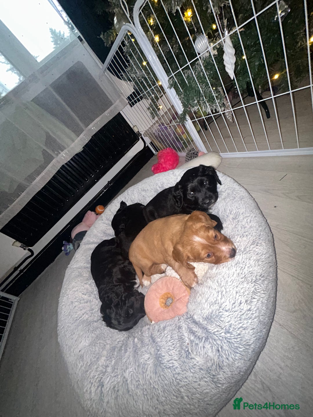 Mixed Breed dogs for sale: KC COCKER X MINI COLLIE PUPS  - Advert 21