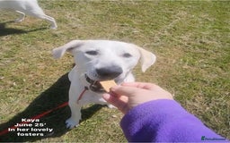 Mixed Breed dogs for adoption: Kaya, 2 years approx. Available for adoption. in Brixham - Image 14