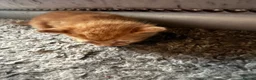Mixed Breed cats for sale: Beautiful kittens - Advert 6