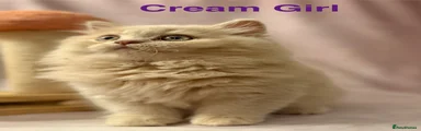 Cream longhair girl