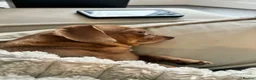 Chiweenie dogs for adoption: Chiweenie looking for perfect forever home  - Advert 7
