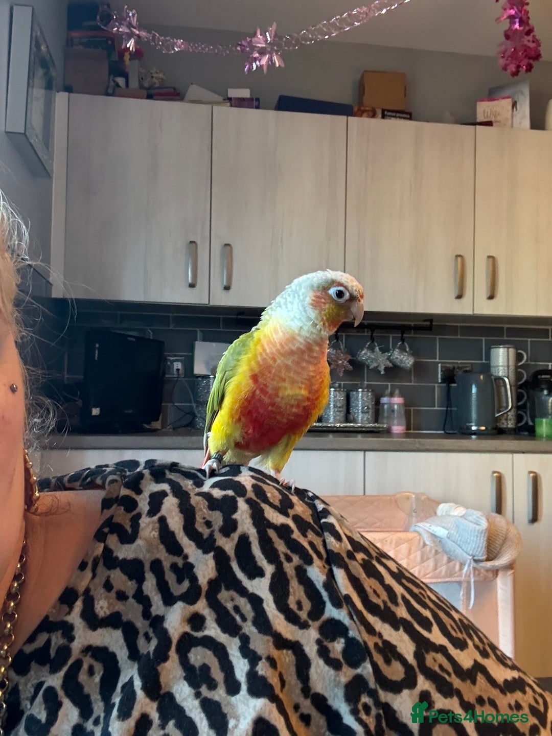 Conures birds for sale: Billy the parrot - Advert 2