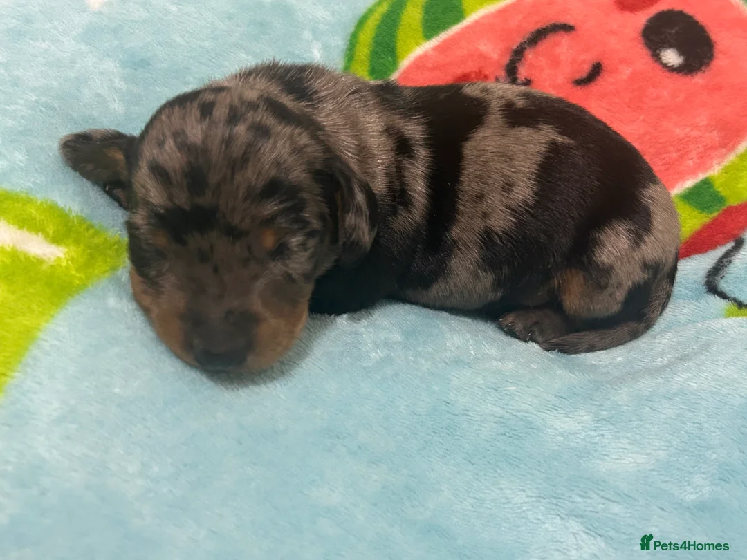 Dachshund dogs for sale: 2 adorable dachshunds - Advert 4