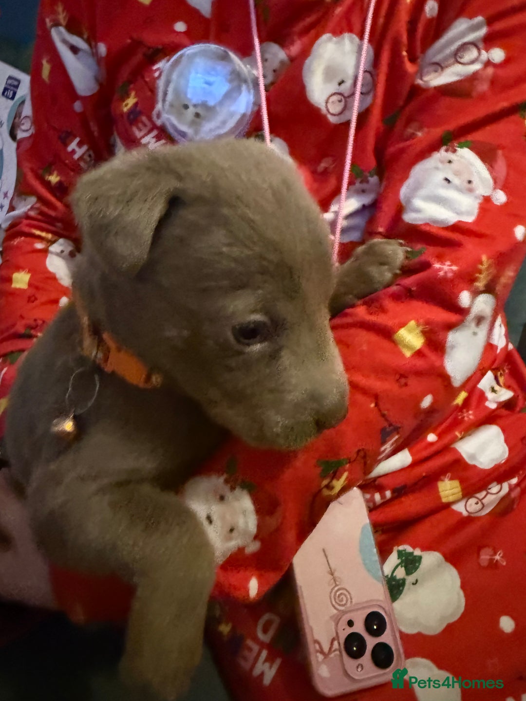 Mixed Breed dogs for sale: Ready 12 Jan Sharpei x Rhodesian ridgeback Hybrid - Advert 32