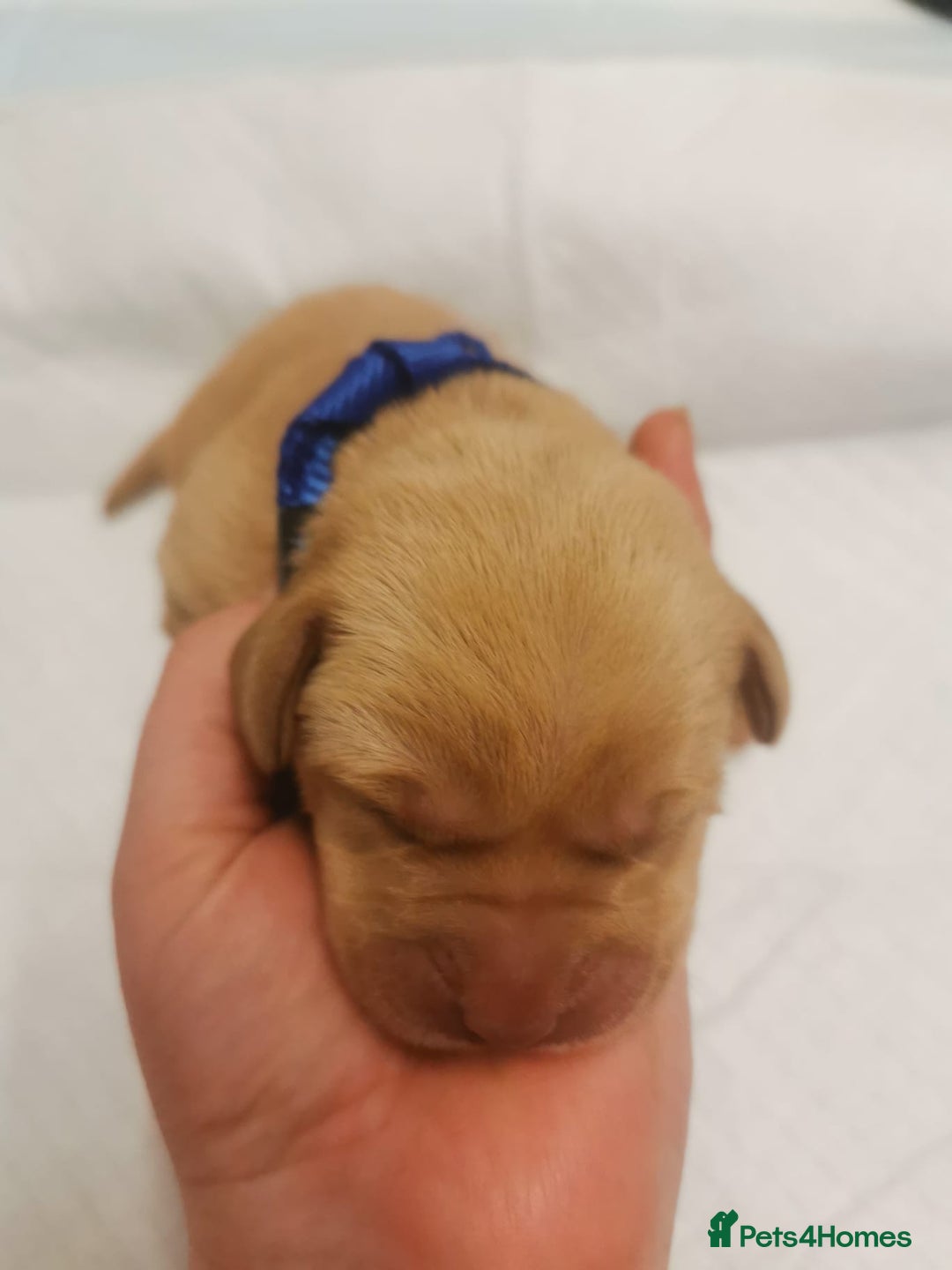 Labrador Retriever dogs for sale: KC Registered Fox Red and Black Labrador Puppies  - Advert 6