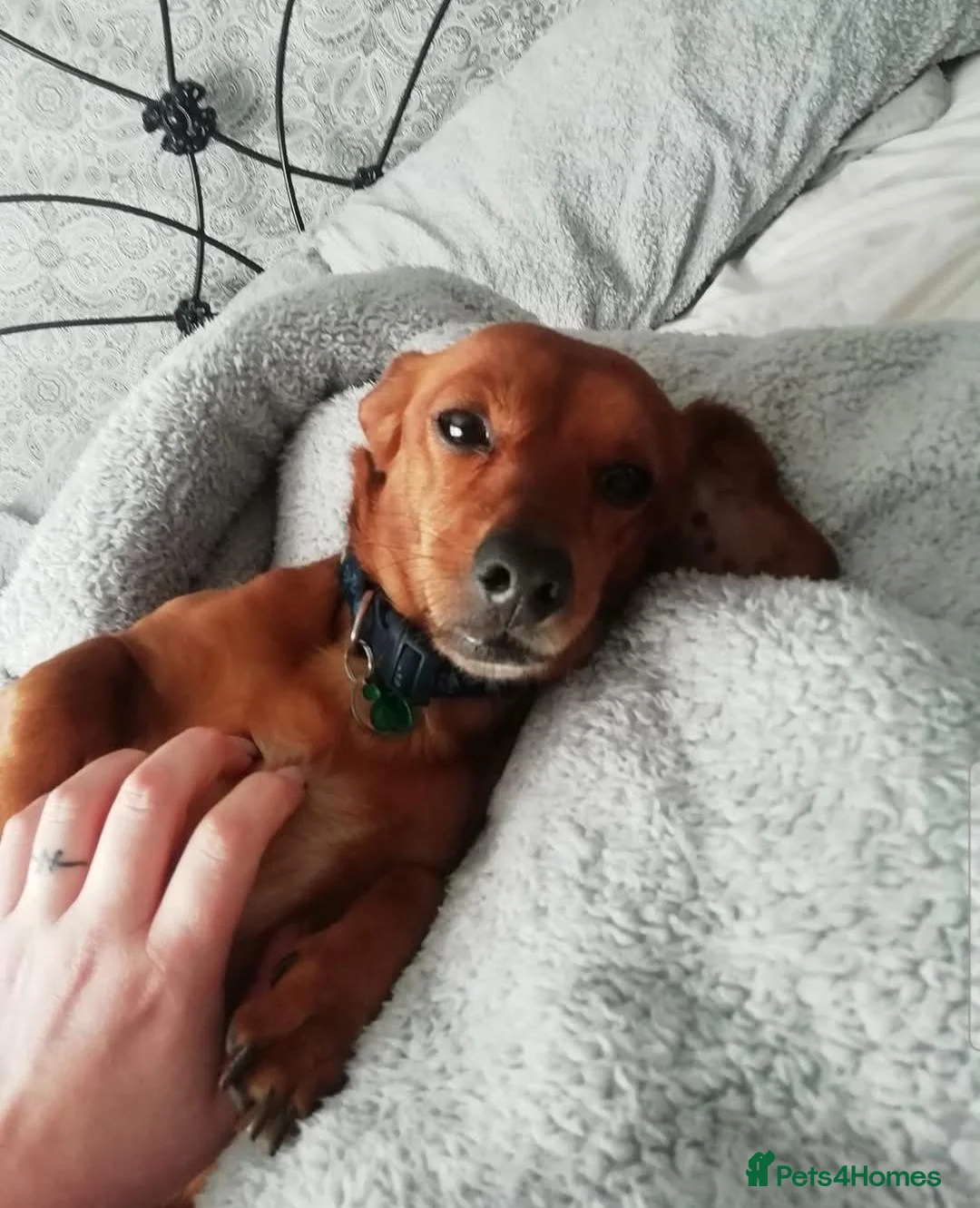 Dachshund dogs for sale: Senior daschund  in Southport - Advert 2