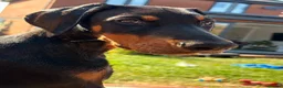 Dobermann dogs for sale: Dobermann male pup  in Southampton - Advert 4