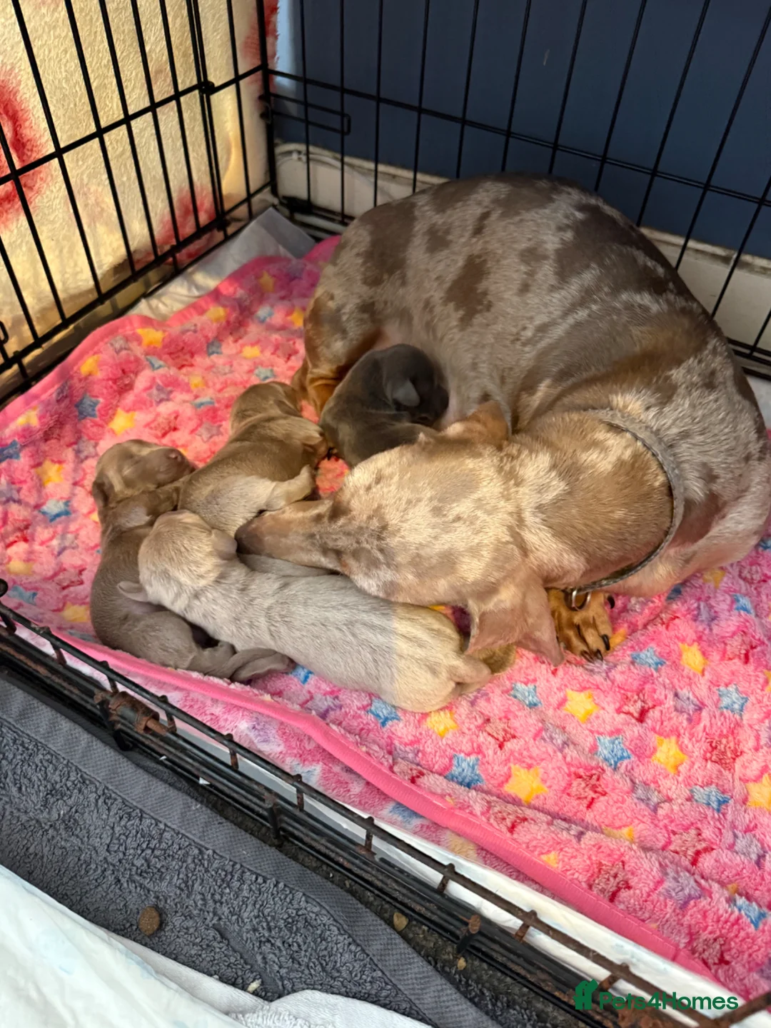 Dachshund dogs for sale: 4 male daschund puppies - Advert 15