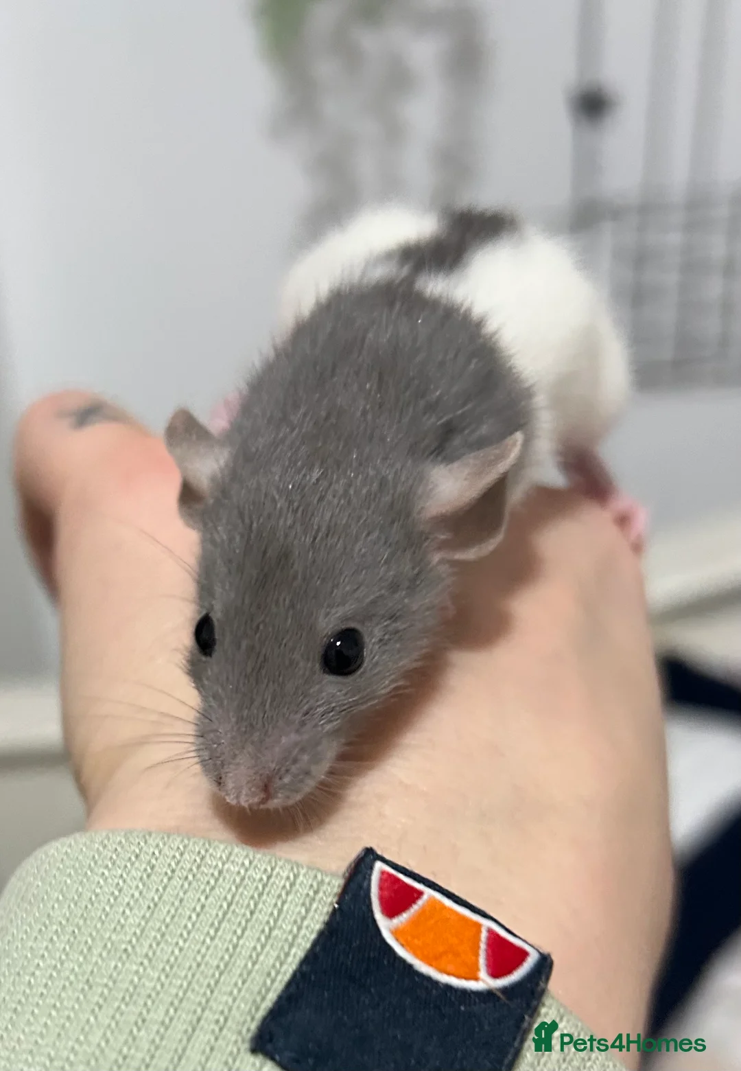 Rat rodents for sale: Baby rats - 8 left  - Advert 2