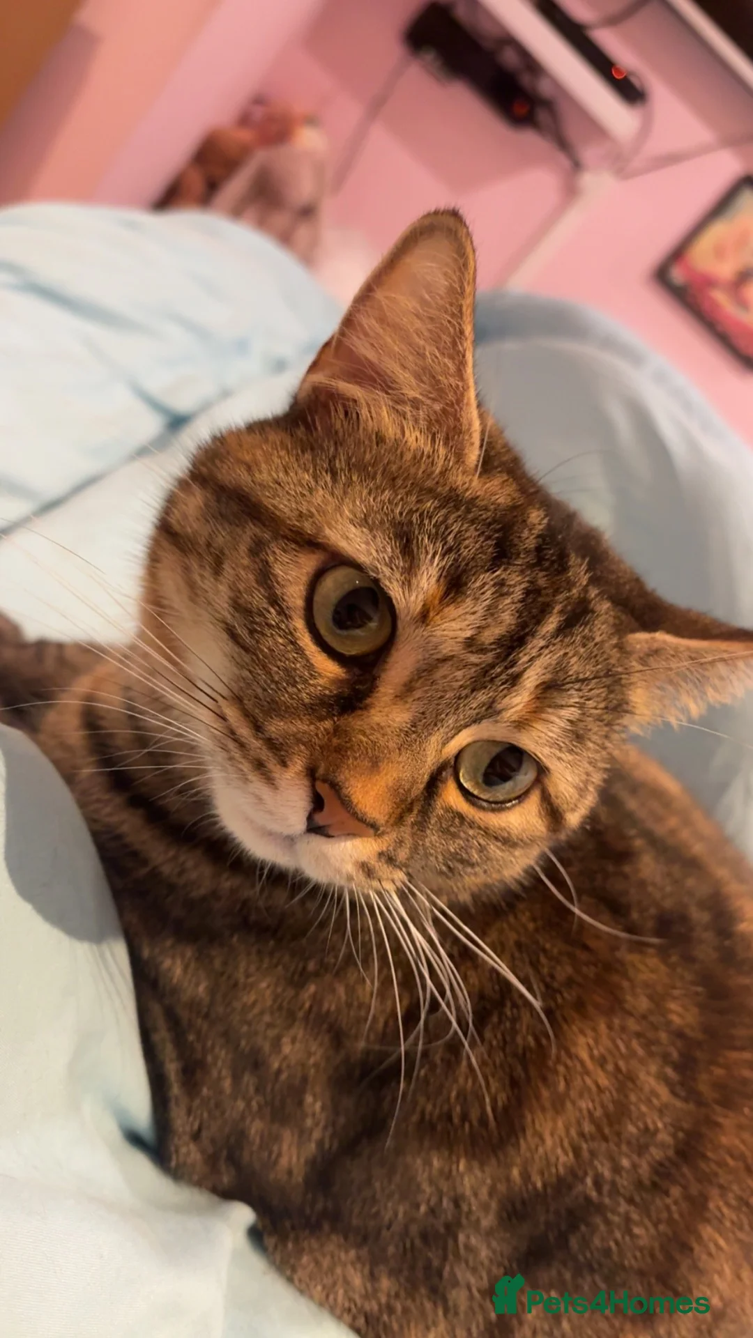 Mixed Breed cats for sale: Heartbreaking rehoming for my two girls 😞  in Altrincham - Advert 5