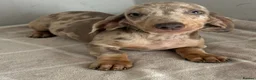 Miniature Dachshund dogs for sale: Miniature dachshund puppies - Advert 4