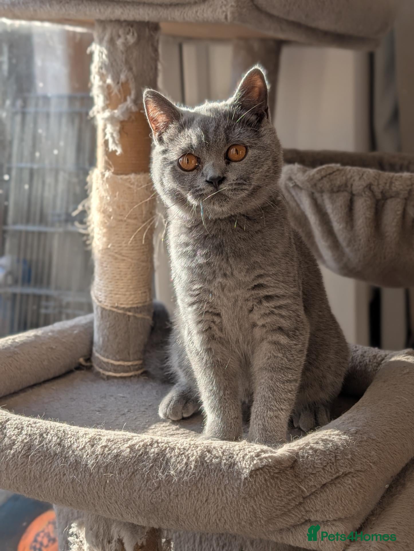 British Shorthair cats GCCF British Shorthair kittens  - Advert 5