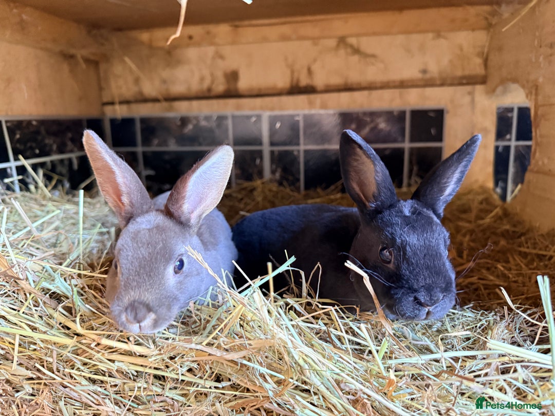 Rex rabbits for sale: Mini Rex’s  - Image 3