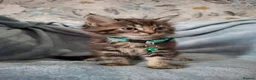Mixed Breed cats for sale: 3x Beautiful maincoone cross kittens - Advert 14