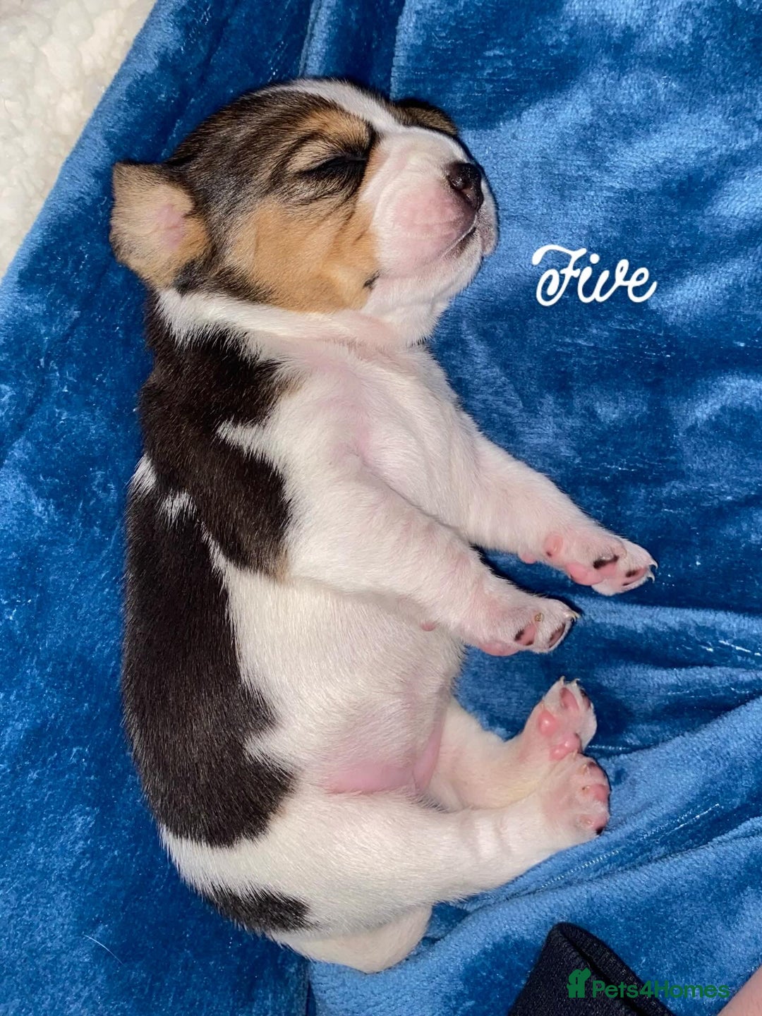 Beagle dogs for sale: 5 Beautiful tri beagle pups  - Advert 13