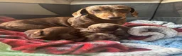 Miniature Dachshund dogs for sale: Miniature dachshund  in Thirsk - Advert 3