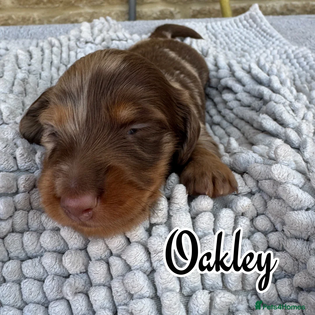 Miniature Dachshund dogs for sale: Gorgeous Long Haired Miniature Dachshund Puppies - Advert 2
