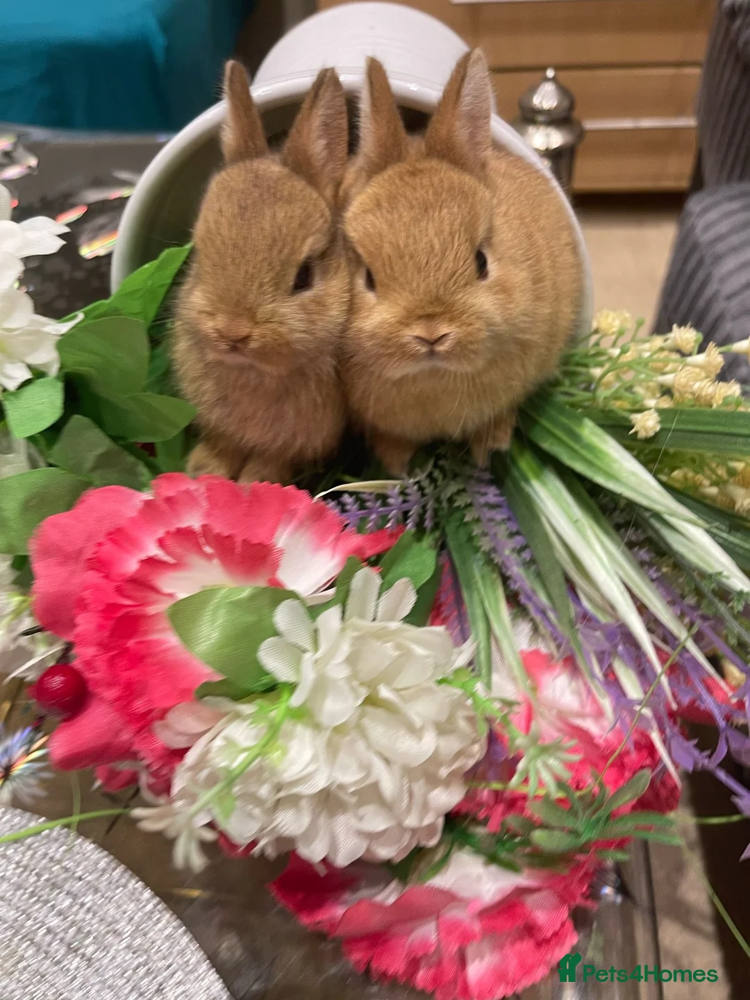 Netherland Dwarf rabbits for sale: Bunnies  in London - Advert 13