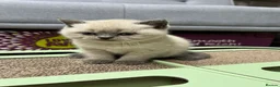 British Shorthair cats for sale: 4 Gorgeous BSH Kittens are ready - Advert 4