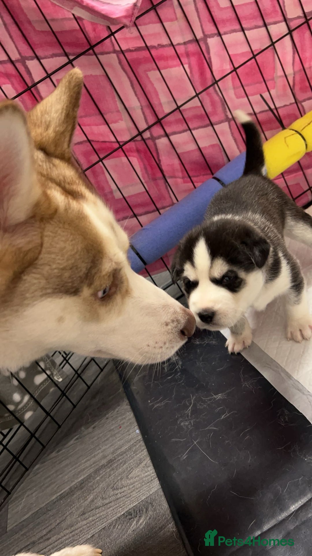 Siberian Husky dogs for stud: Siberian Husky STUD. Proven. - Image 3