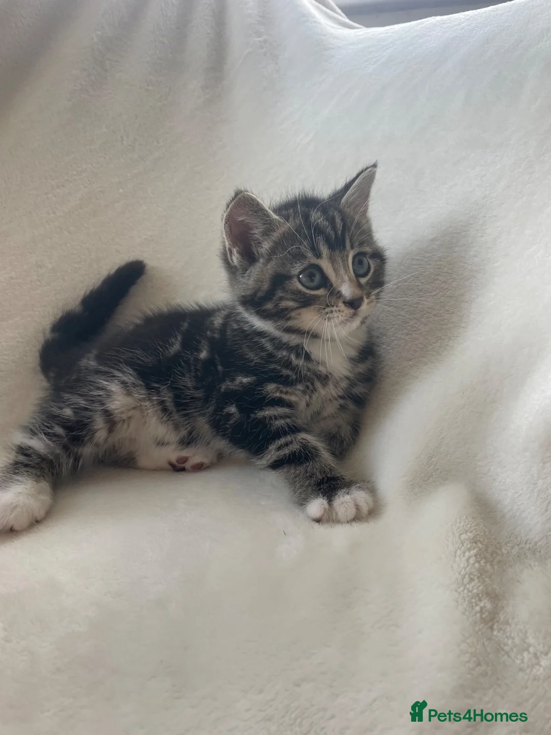 Mixed Breed cats for sale: 6 Beautiful Playful Kittens  - Advert 2