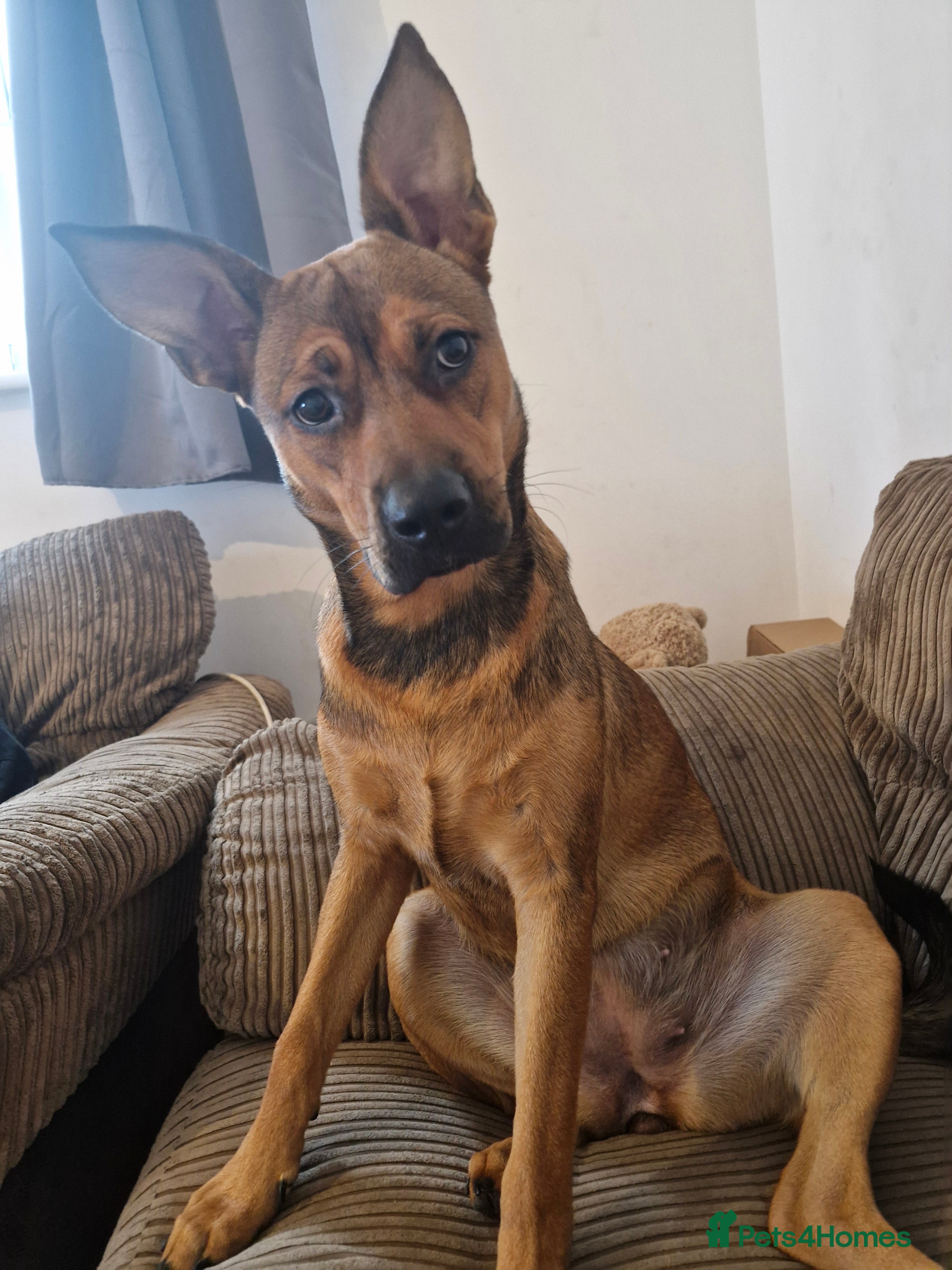 Mixed Breed dogs Nova (please read everything in description!!) - Advert 1