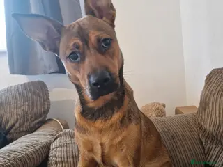 Mixed Breed dogs Nova (please read everything in description!!) - Advert 1