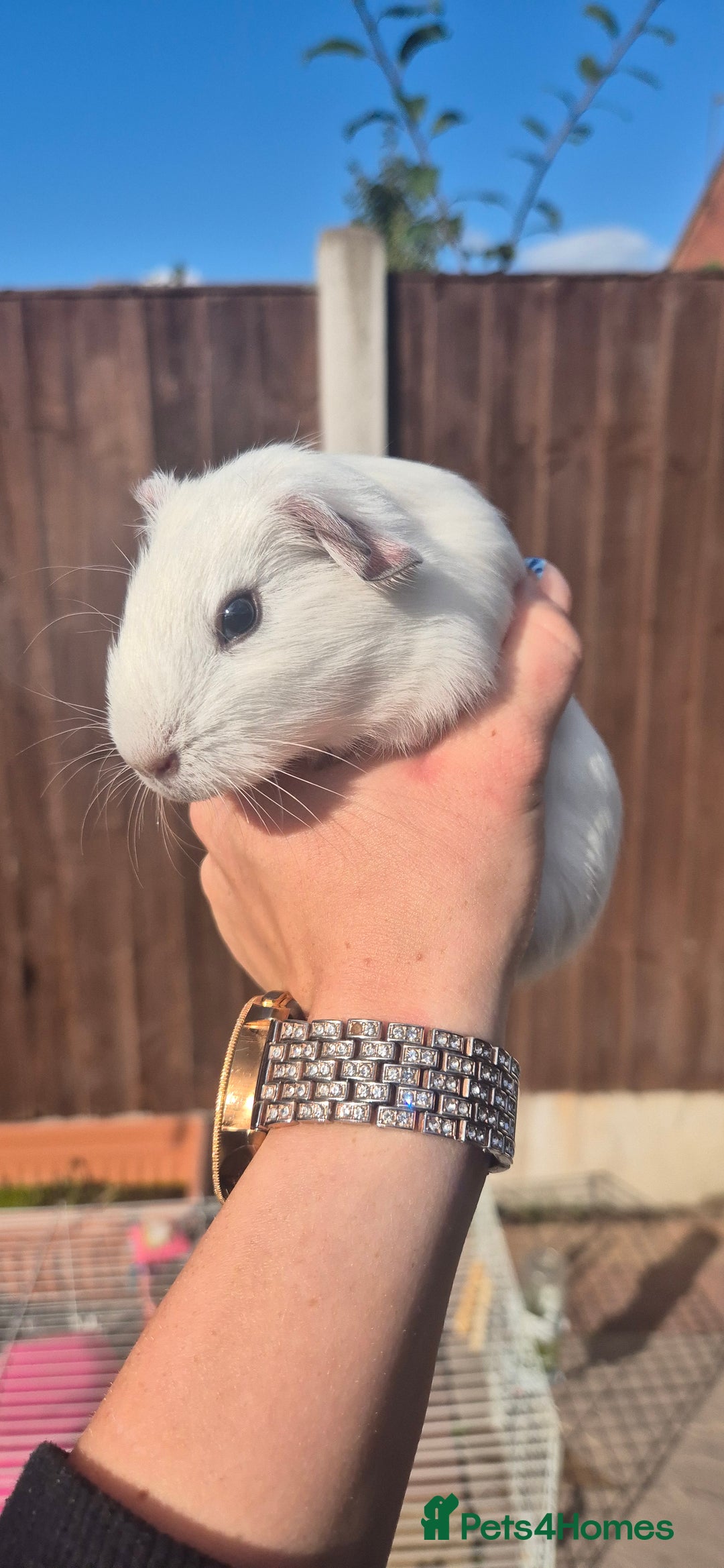 Mini Lop rabbits for sale: Guinea Pigs in Walsall - Image 8