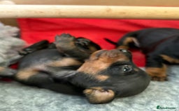 Miniature Dachshund dogs for sale: Beautiful Home Reared KC Reg Mini Daschunds - Image 16
