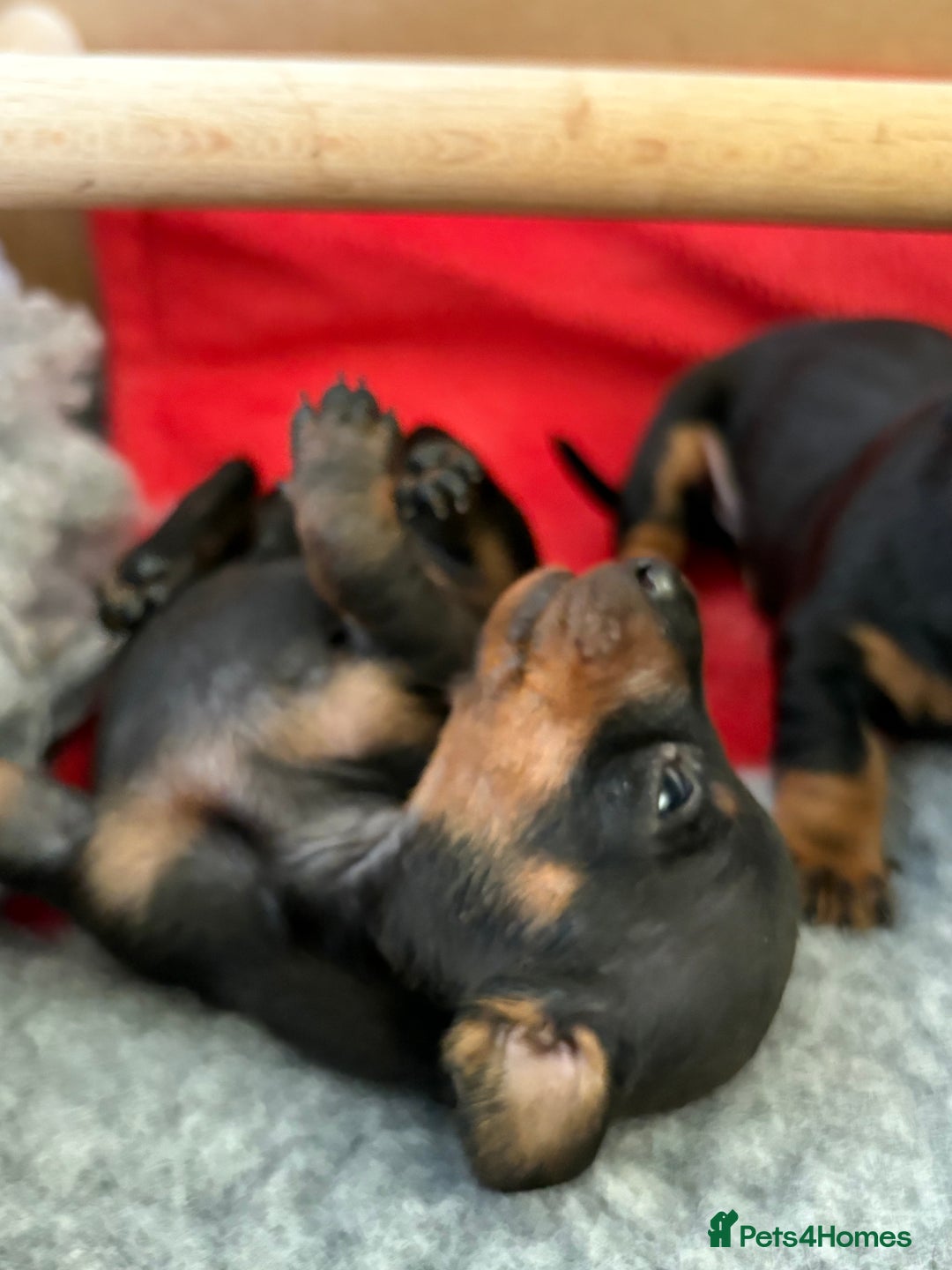 Miniature Dachshund dogs for sale: Beautiful Home Reared KC Reg Mini Daschunds - Image 16
