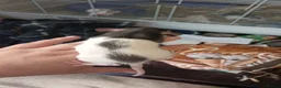 Rat rodents for sale: Dumbo and rex baby rats  in Brierley Hill - Advert 10