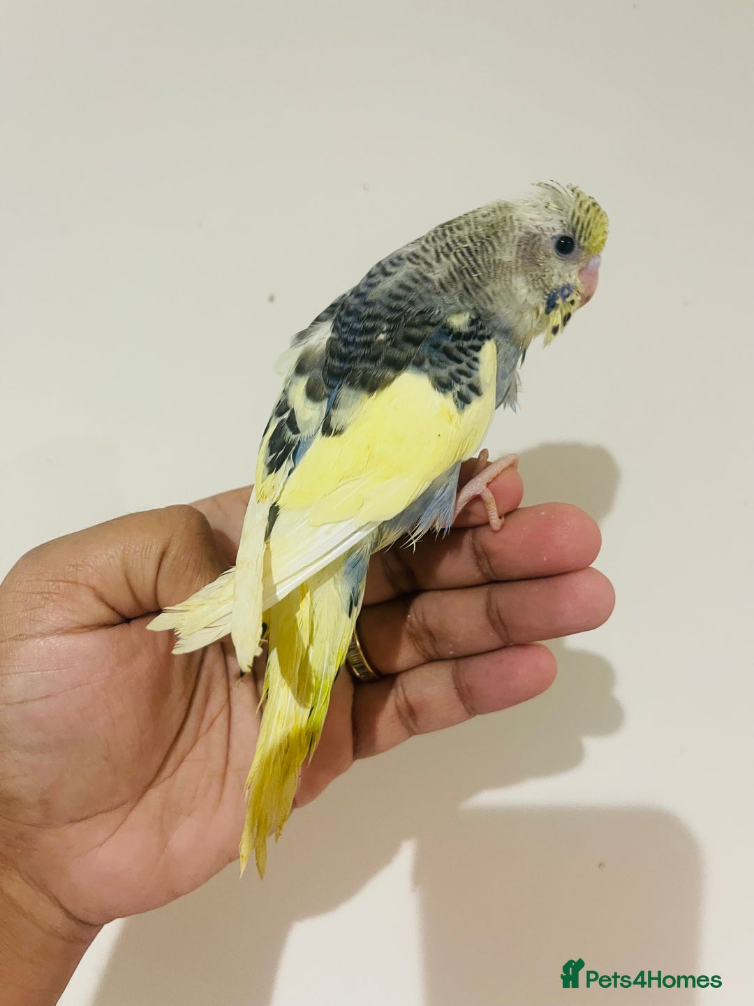 Budgerigars birds for sale: Hand reared budgies for sale  - Advert 21