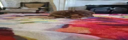 Chihuahua dogs for sale: Exquisite Tiny Chihuahua puppies.  - Advert 4